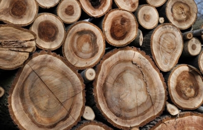 Gỗ óc chó thuộc nhóm mấy? Đặc điểm của gỗ óc chó